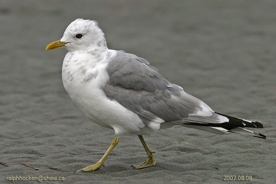 The Backyard Wildbird and Nature Store Nanaimo bird report, January 25