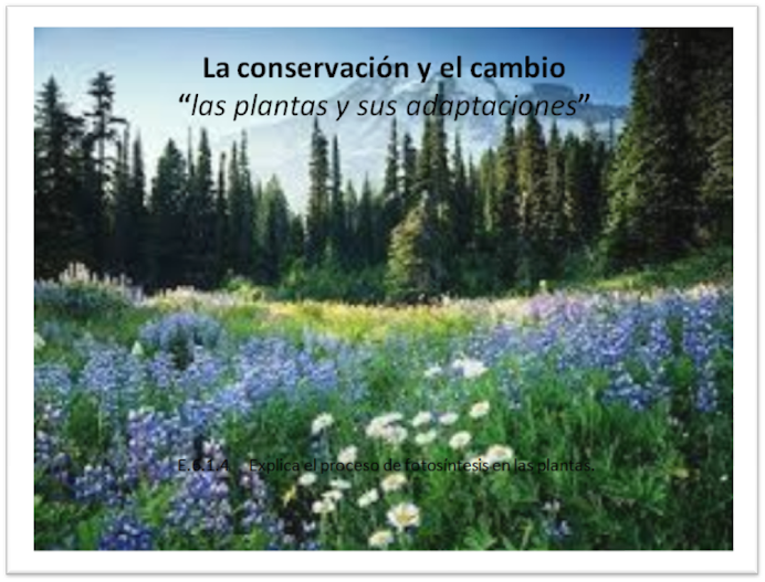 Conservación y cambio: adaptaciones de las plantas