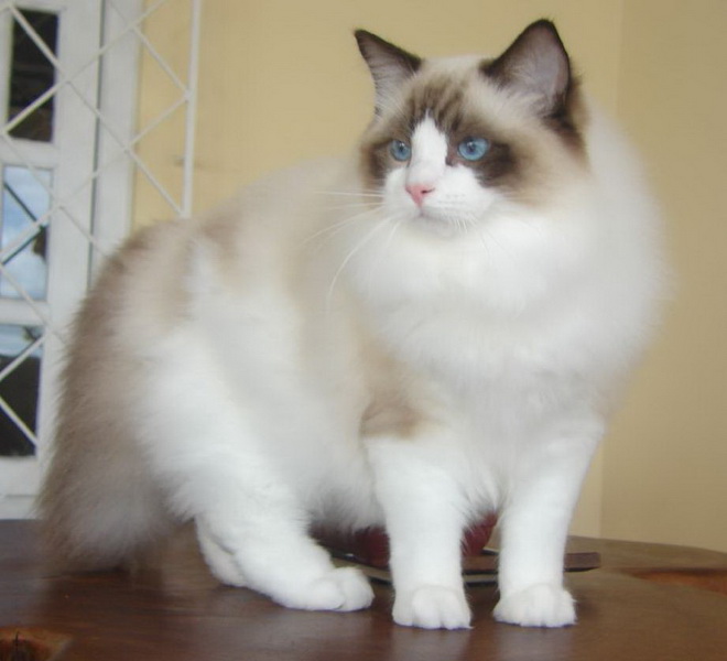 Ragdoll Cat ragdoll cat
