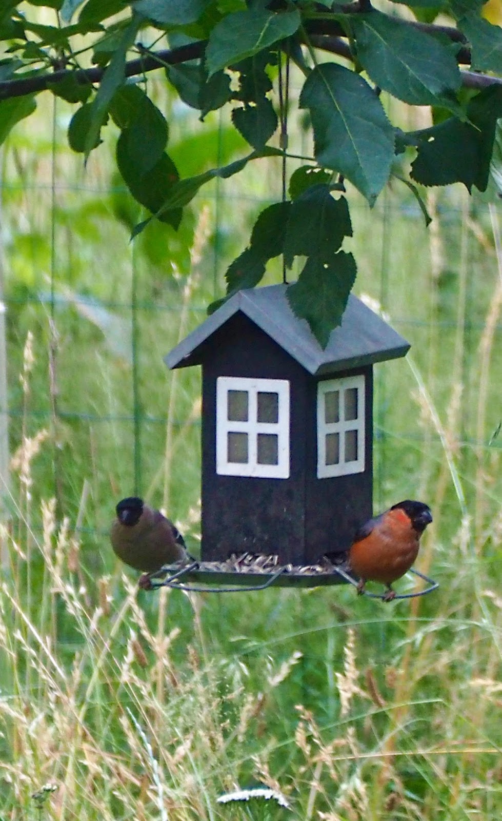 Im Garten und am Wegesrand Herr und Frau Gimpel geben sich die Ehre