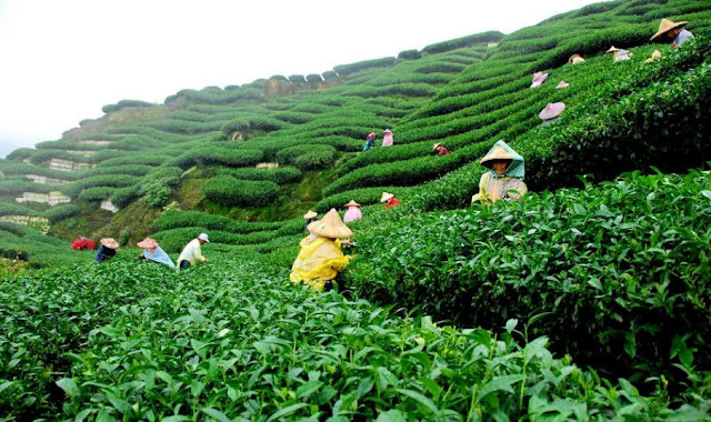 Beautiful Bangladesh, tea garden sylhet.