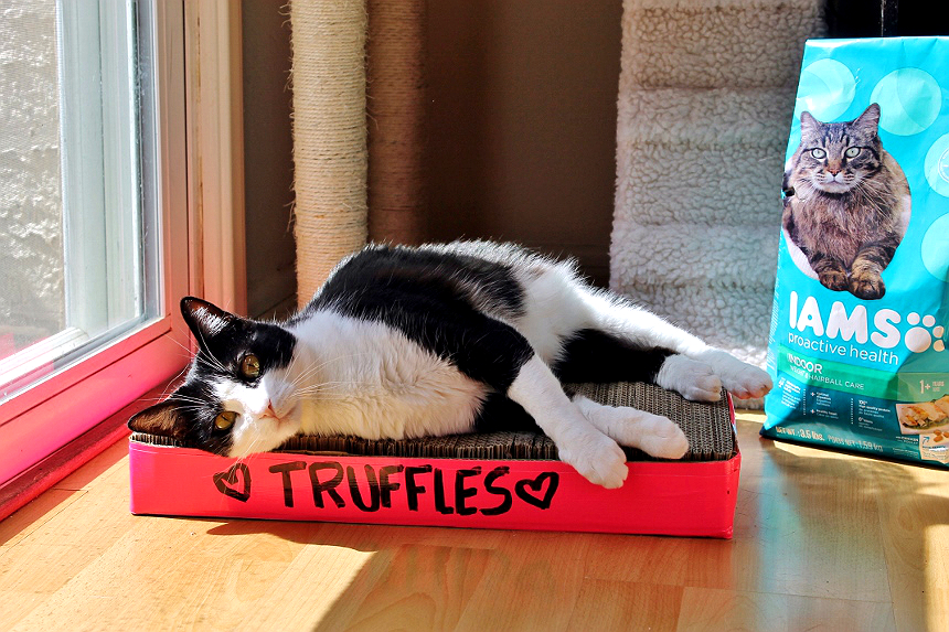 Momma Told Me D.I.Y. Cardboard Cat Scratcher Tutorial Or How To