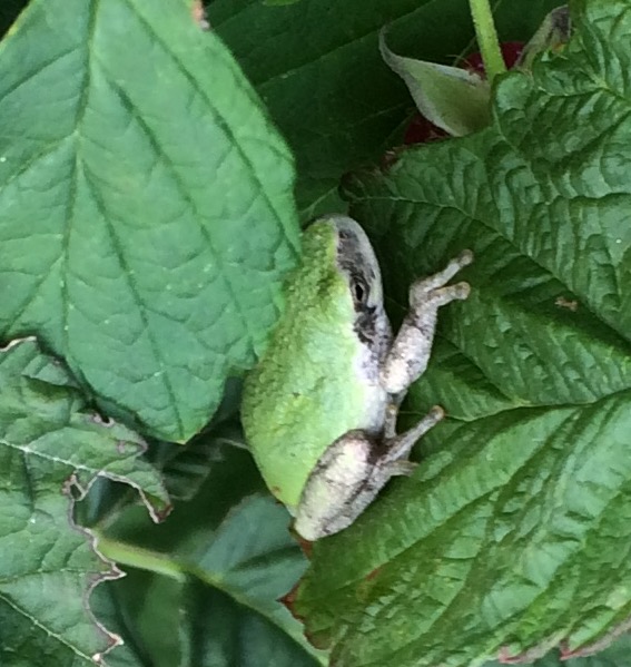 Endangered New Jersey Can you identify this New Jersey frog species?