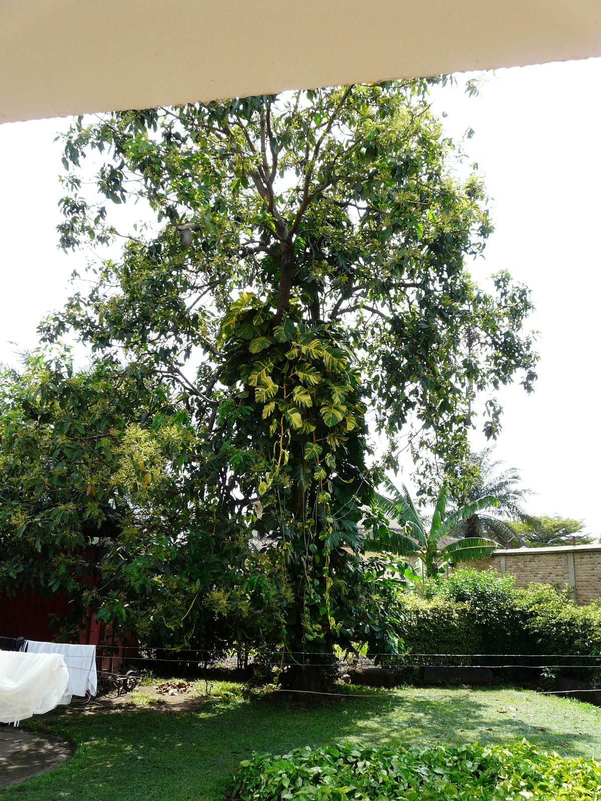 Blogging from Bujumbura!: November 2012