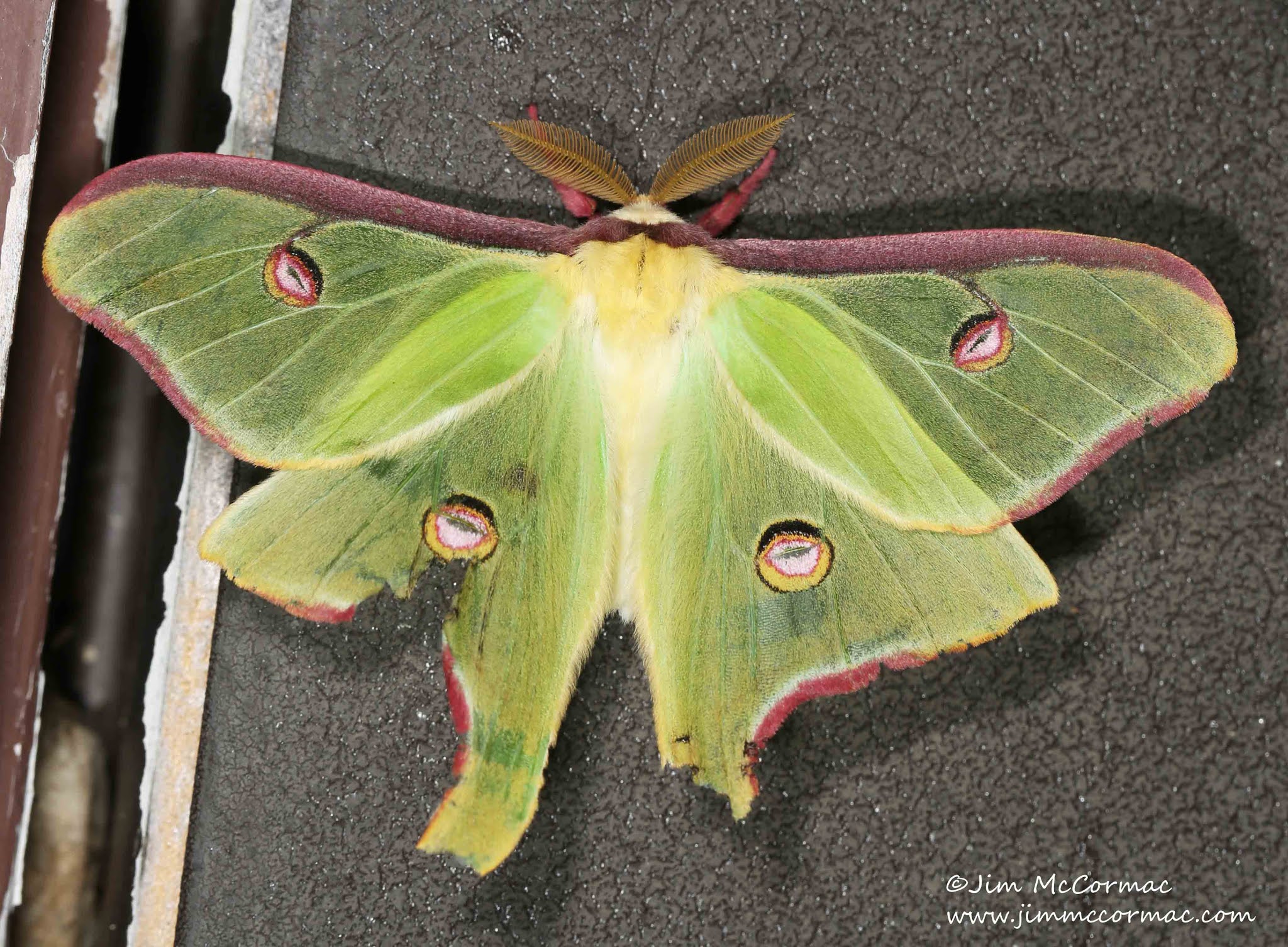Ohio Birds and Biodiversity Luna Moths and their interesting tails