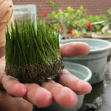 Cara Membuat Karpet Aquascape