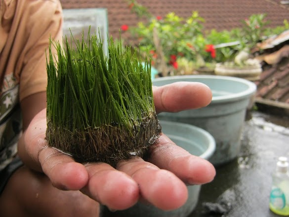 Cara Membuat Karpet Aquascape
