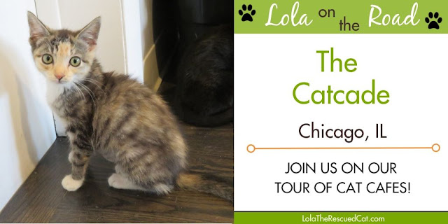 The Catcade|Cat Cafe