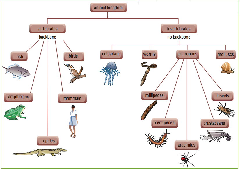 Классификация беспозвоночных животных схема