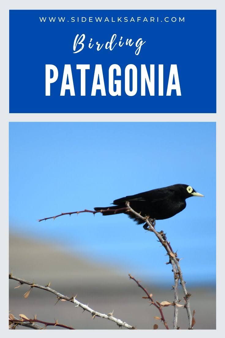 8 Amazing Places To See the Best Birds of Patagonia