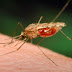 Κουνούπια: 7 λόγοι που τσιμπούν εσάς και όχι τον διπλανό σας