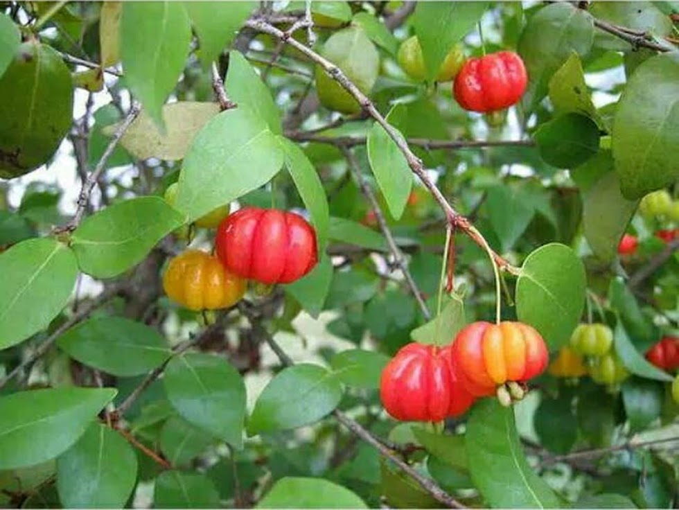 Bibit Tanaman Buah Cermai Merah Dewandaru Eugenia uniflora Sulawesi Selatan