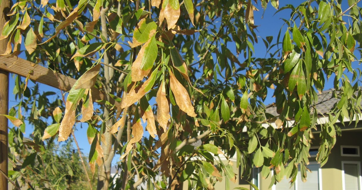 Xtremehorticulture of the Desert What To Do with Ash Trees That Have Scorched Leaves