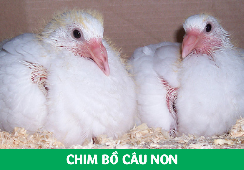 CHIM BỒ CÂU NON