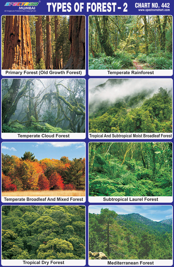Spectrum Educational Charts Chart 442 Types Of Forest 2