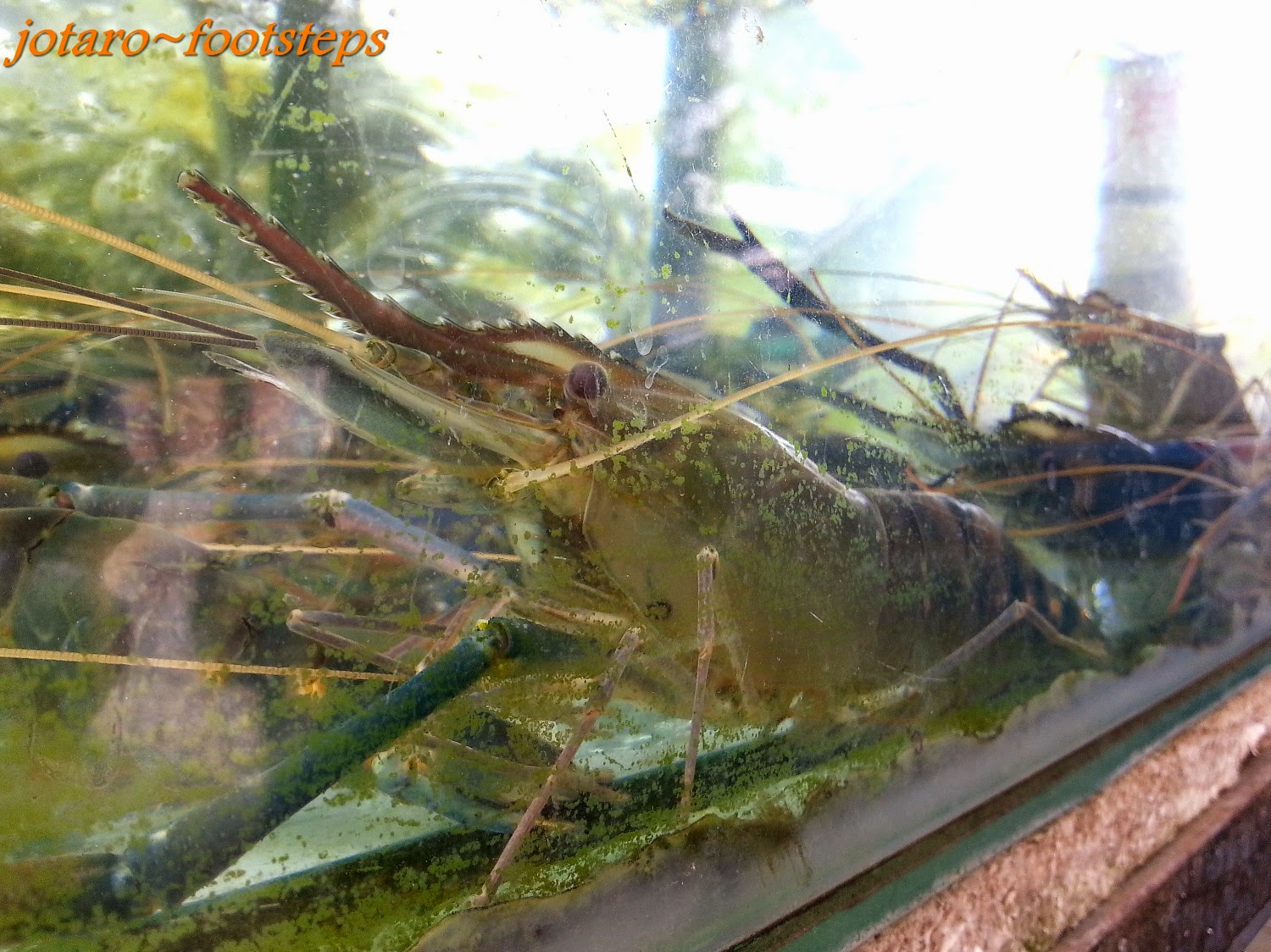 Footsteps - Jotaro's Travels: YummY! - Udang Galah