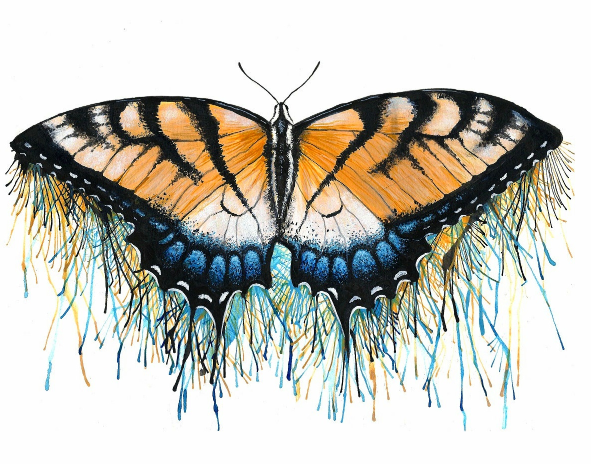 +347 Gambar Sketsa Kupu-kupu Yang Indah dan Cara Menggambarnya HD ...