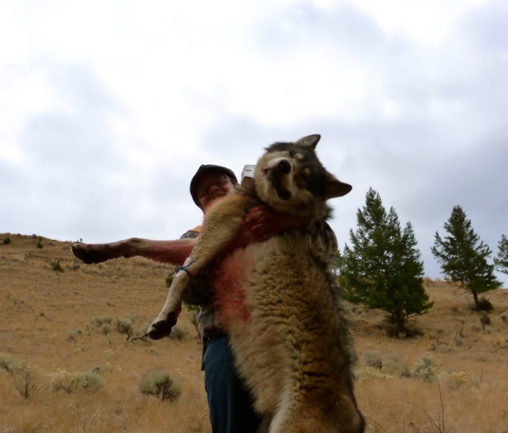 daily timewaster Wolves have moved from Oregon into eastern California