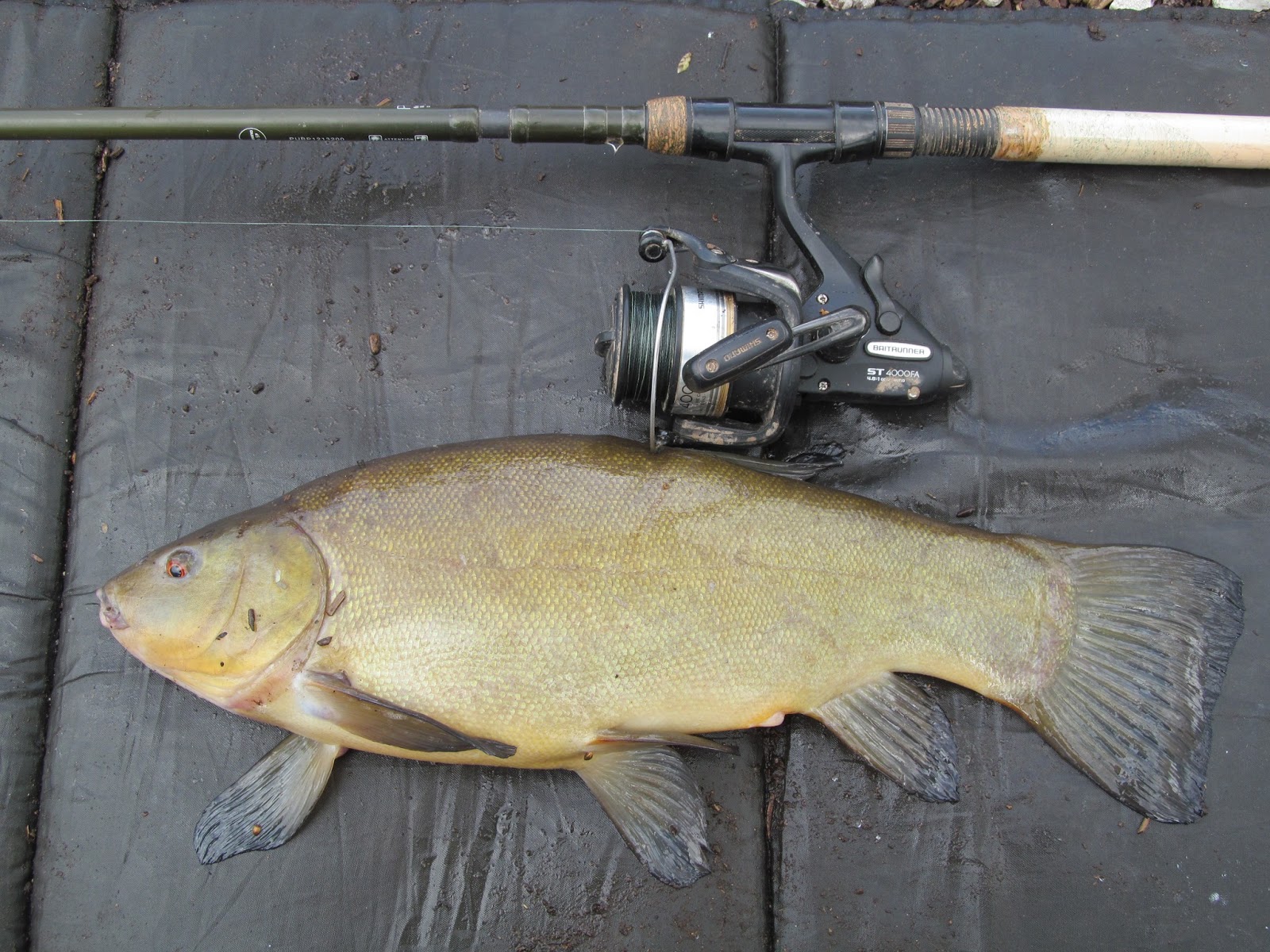 danny-s-angling-blog-10lb-carp-blog