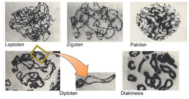 Gambar  . Tahapan Profase 1