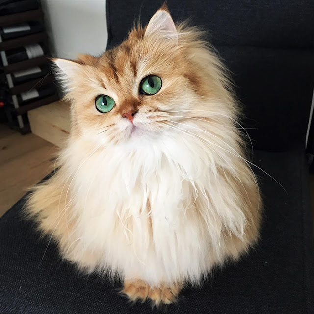 13+ pictures of the most charismatic cats in the world We Love Cats(06)