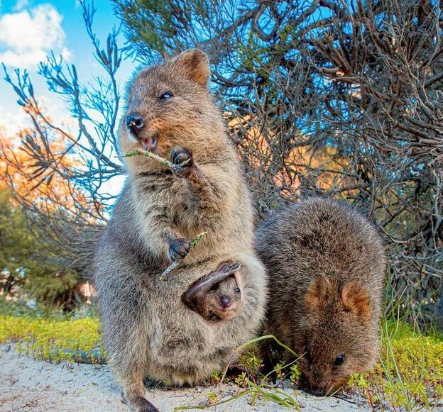 حيوان الكوكا