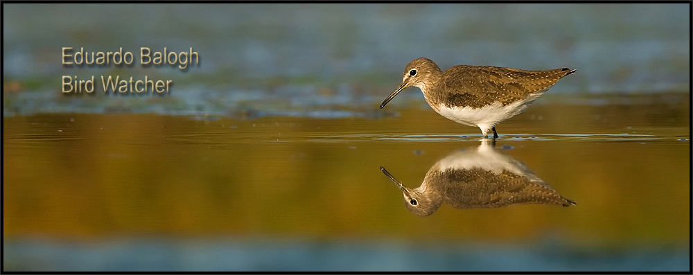 Eduardo Balogh Bird Watcher