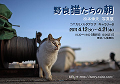【ありがとうございました】<br>松本伸夫 写真展<br>野良猫たちの朝