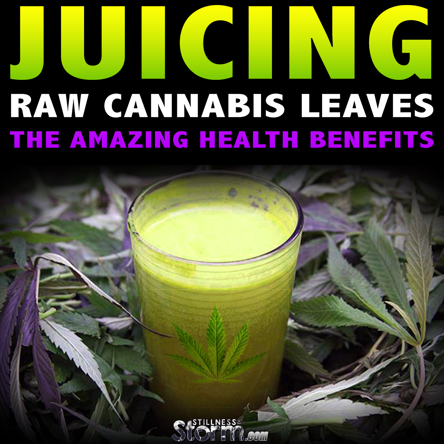 Juicing Raw Cannabis Leaves, The Amazing Health Benefits Stillness in