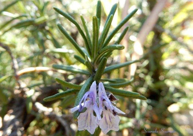 Rosmarino officinalis - La rosa del mare