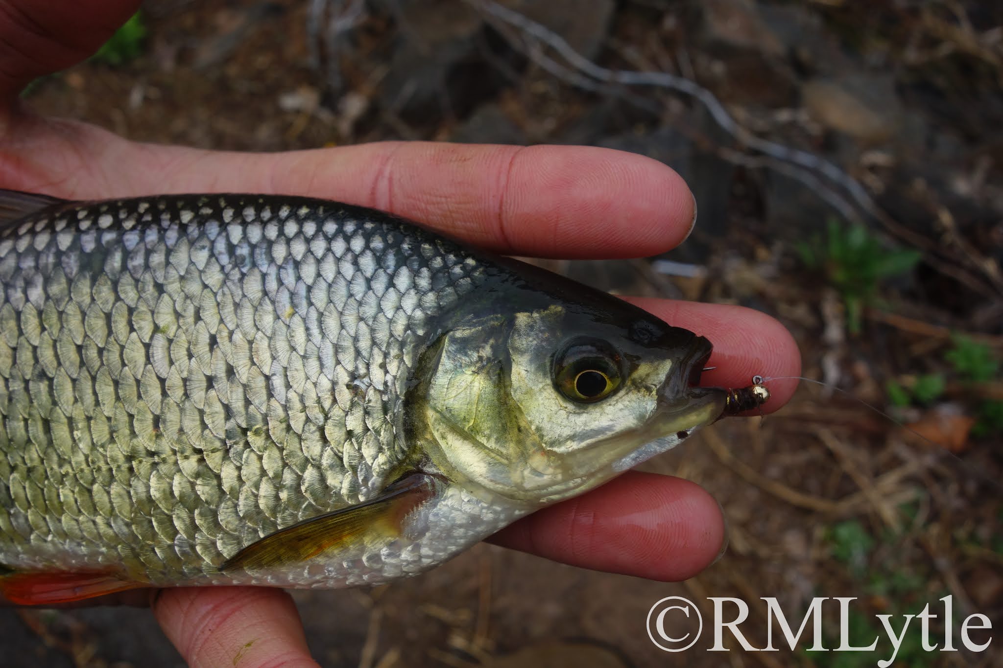 Connecticut Fly Angler A Quest For Golden Shiners