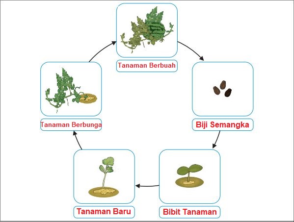 Siklus Buah Manggis dan Durian: Membangun Keterhubungan antara Tanaman dan Lingkungan