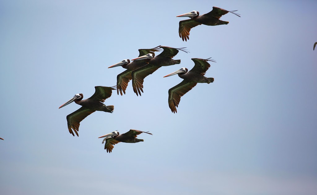 vidas verdes: Global Bird Day 2021