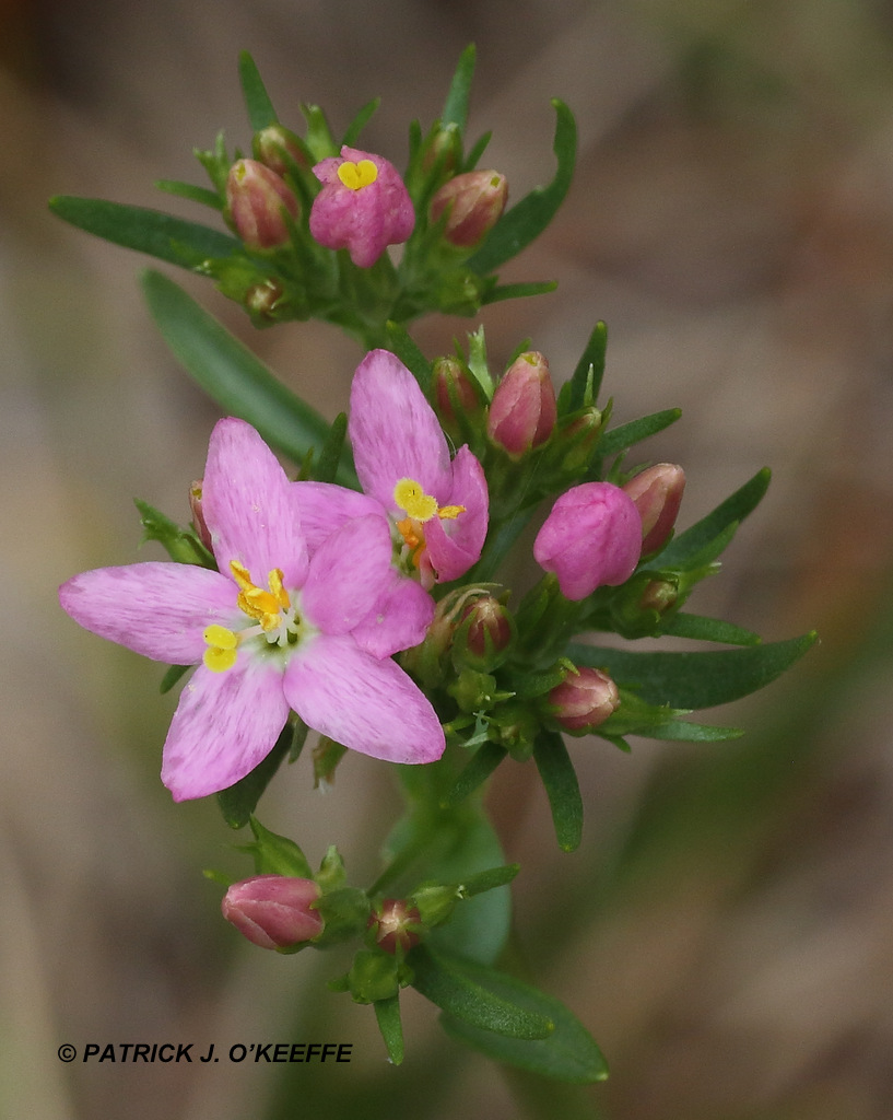 Raw Birds COMMON CENTAURY WILDFLOWER or EUROPEAN CENTAURY WILDFLOWER