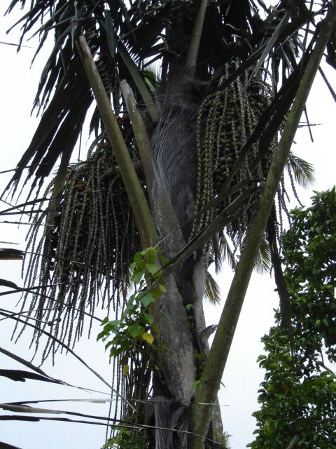 Aren palm tree (Arenga pinnata)