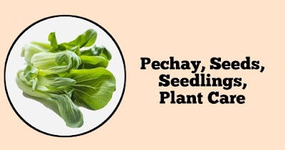 Pechay, Seeds, Seedlings, Plant Care, Gulay