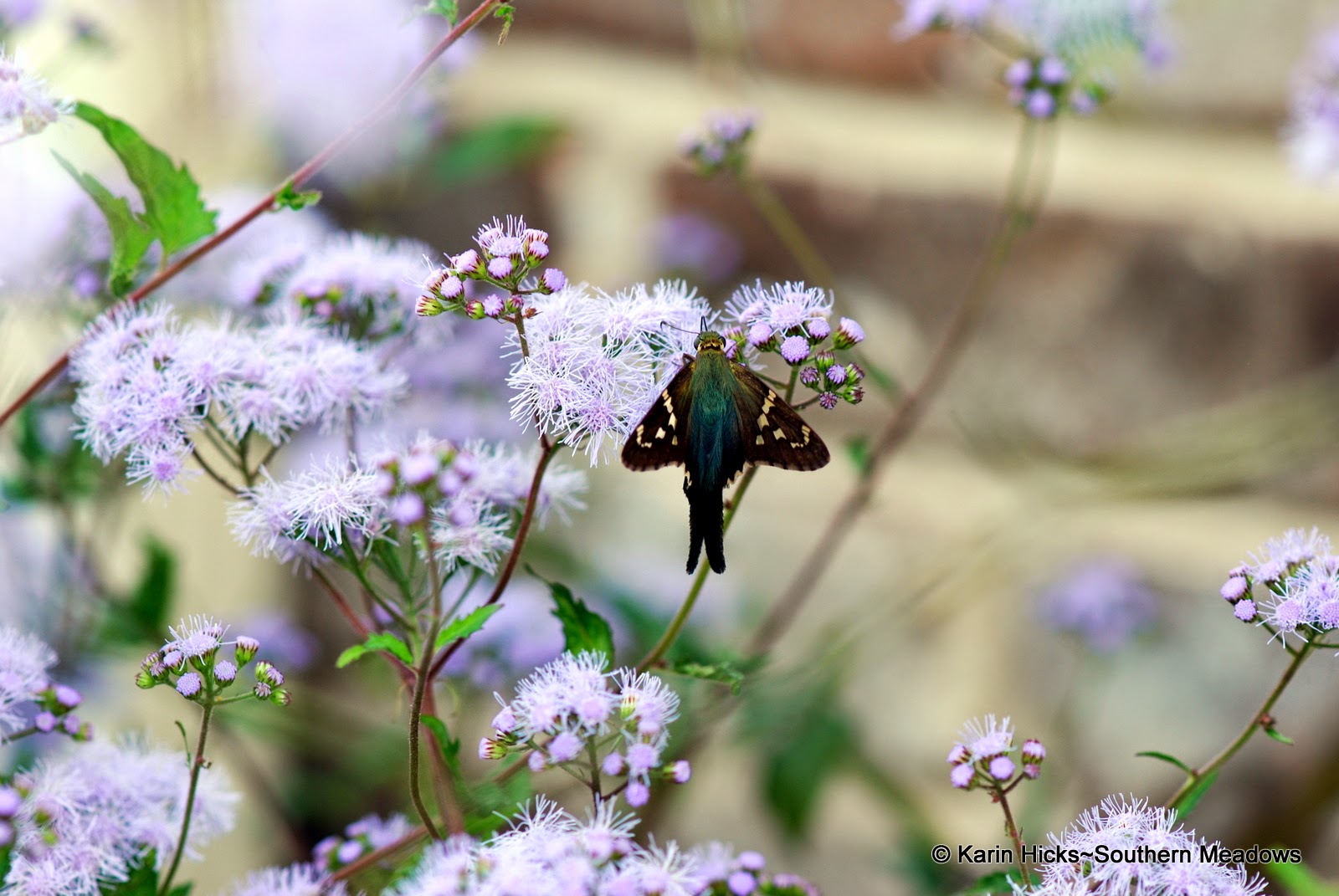 Long-tailed skipper on ageratum