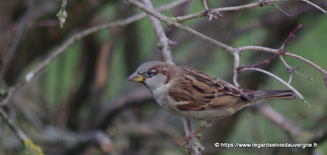 Oiseaux du jardin : Moineau Oiseaux du jardin : Moineau