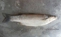 Largescale Mullet