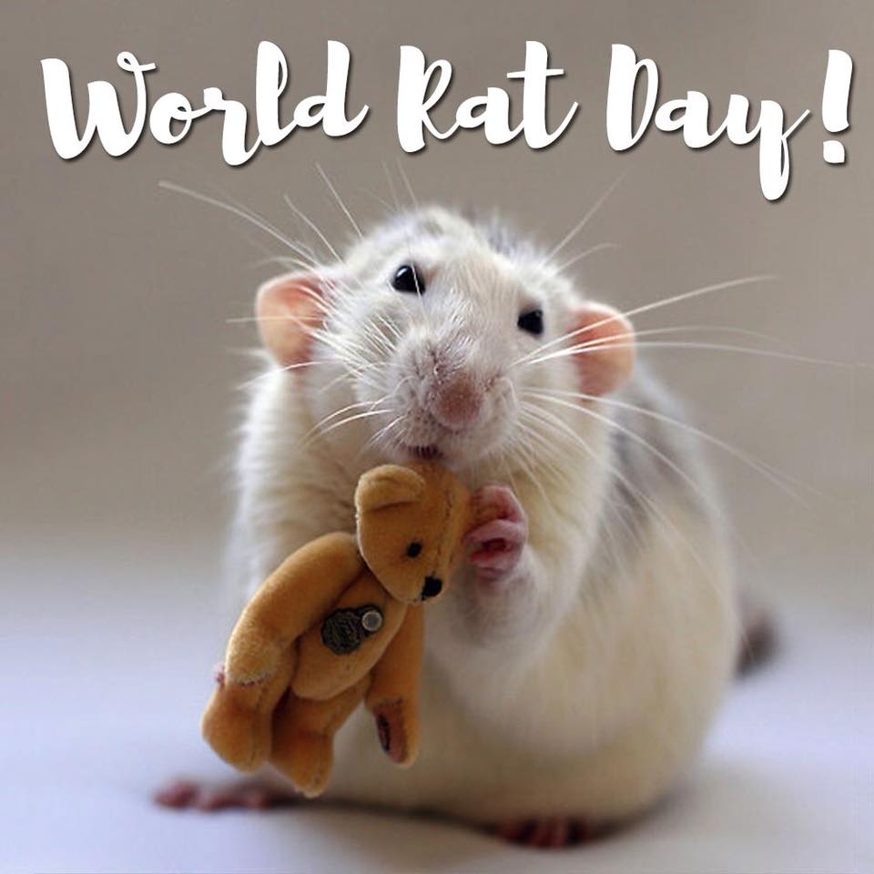 World Rat Day 04 April. CURRENT AFFAIRS (CA) DAILY UPDATES