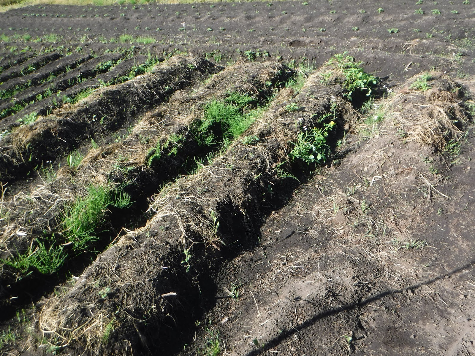 めときの農家にしのゆうのブログ じゃがいも 大豆 とうもろこしが芽を出す