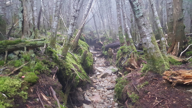 Sentier vers le sommet du North Brother