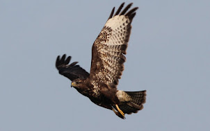 Fly Flatts Buzzard