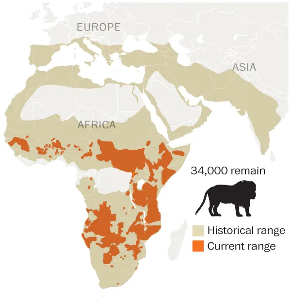 Documentalium: Cuando había leones en la Península Ibérica