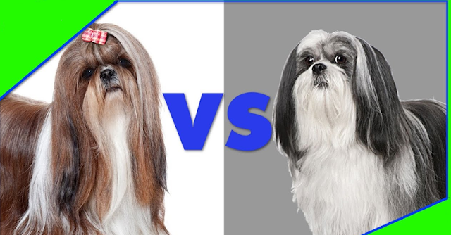 Seu cão é um Shih Tzu ou Lhasa Apso? Descubra a diferença