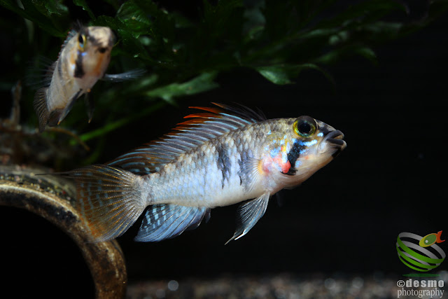 Apistogramma sp. D39 (sp. Alto Vaupés I)