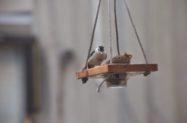 Hate to eat and fly, but ..... (photo by Trisha Field)