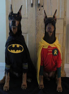 Batman and Robin Dogs