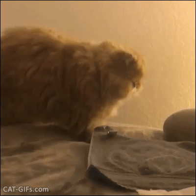 Cute Cat GIF • Sweet Persian Cat asks for more tenderness and love from Mom. "Pet me please..." Cute Cat GIF • Sweet Persian Cat asks for more tenderness and love from Mom. "Pet me please..."