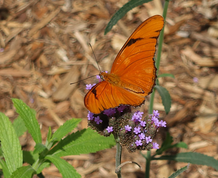The Intrepid Tourist BUTTERFLIES ALL AROUND New Butterfly Pavilion, Natural History Museum